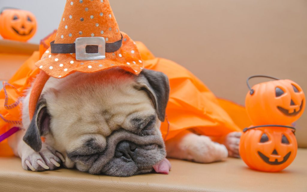 Halloween_Dogs_Pumpkin